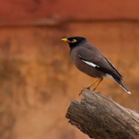 indian_mynah.jpg