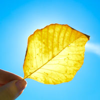 sun_leaf.jpg