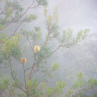 yellow_banksia.jpg